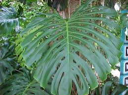 Monstera deliciosa